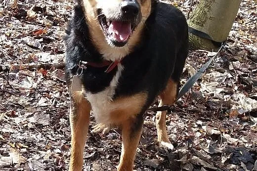 Tofik-słodki psiak do adopcji,  śląskie Sosnowiec