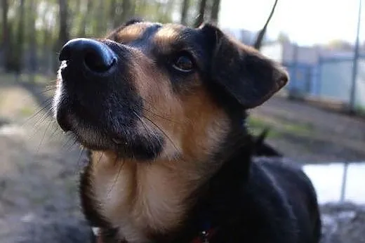 Tofik-słodki psiak do adopcji,  śląskie Sosnowiec
