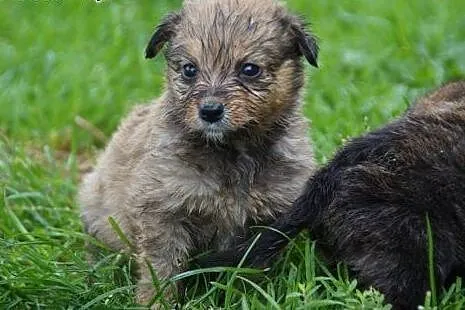 Marysiątka - sześć maluchów do pilnej adopcji,  śl