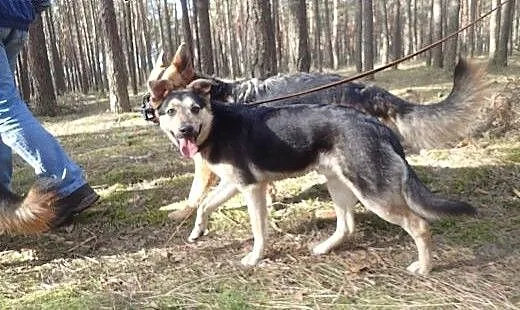 Morgan - super kochany 16kg piesek, łódzkie Skier