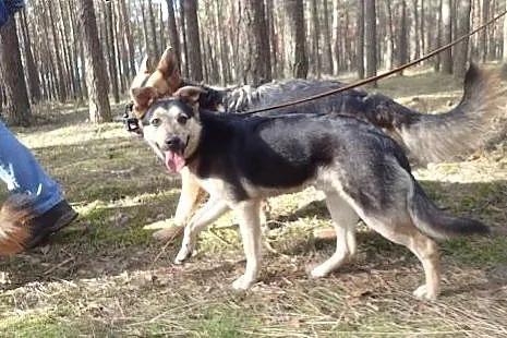 Morgan - super kochany 16kg piesek,  łódzkie Skier