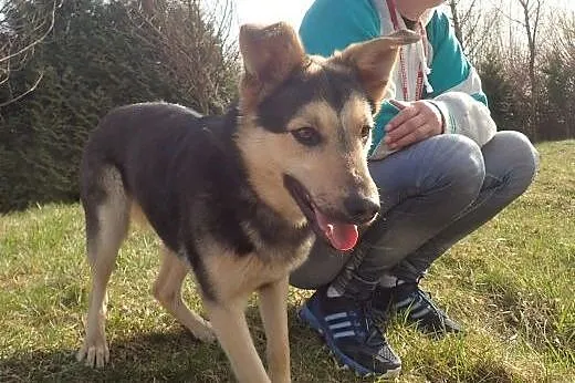 Morgan - super kochany 16kg piesek,  łódzkie Skier