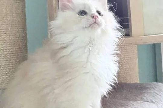 Maine Coon - Śliczna Nemezis !