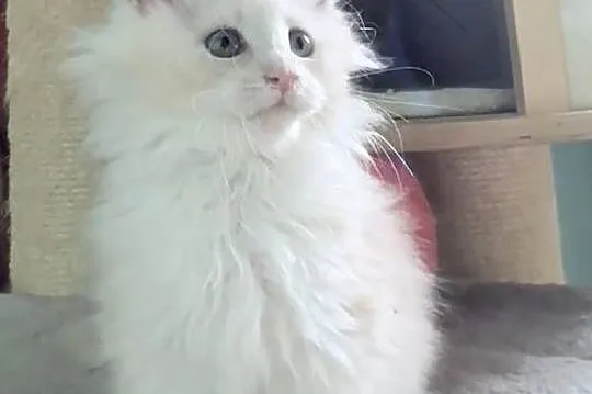 Maine Coon - Śliczna Nemezis !, Dolnośląskie, Wińsko