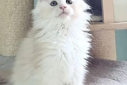 Maine Coon - Śliczna Nemezis !, Dolnośląskie, Wińsko