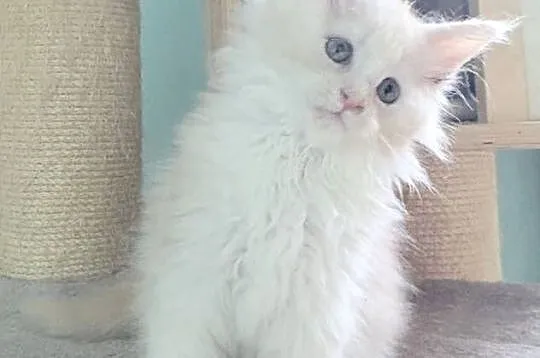 Maine Coon - Śliczna Nemezis !, Dolnośląskie, Wińsko