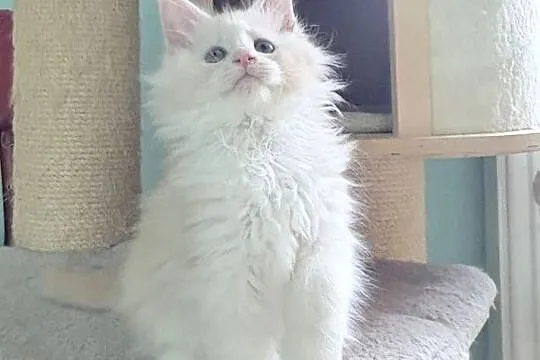 Maine Coon - Śliczna Nemezis !, Dolnośląskie, Wińsko