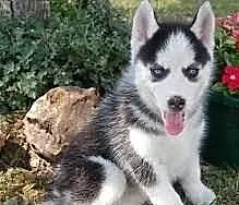 Siberian Husky puppy do przyjęcia.=
