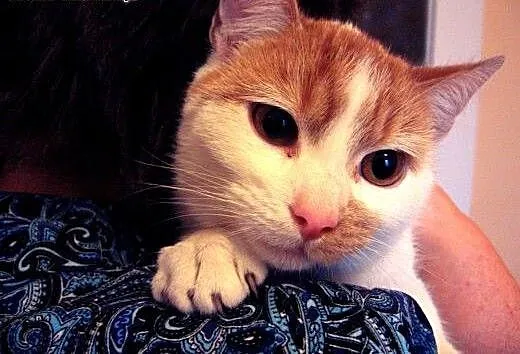 Pięciomiesieczny kocurek biało-rudy,adopcja!!, św