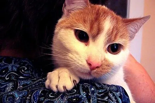 Pięciomiesieczny kocurek biało-rudy,adopcja!!,  św