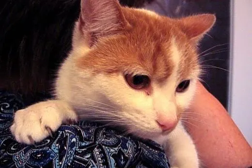 Pięciomiesieczny kocurek biało-rudy,adopcja!!,  św