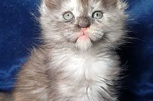 Maine Coon kotka rodowód FPL