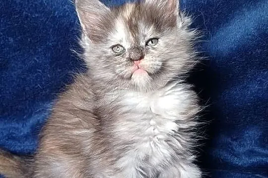 Maine Coon kotka rodowód FPL, Małopolskie, Olkusz