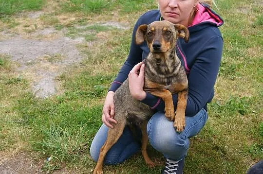 Frania, niewielka, niezwykle przyjazna suczka PILNIE szuka domu