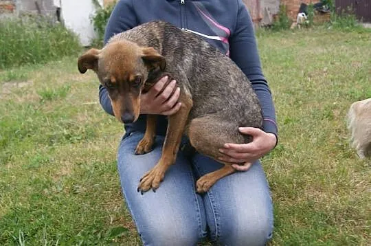 Frania, niewielka, niezwykle przyjazna suczka PILN