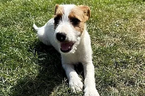 Szczeniak samiec Parson Russell Terrier gotowy do odbioru