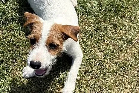 Szczeniak samiec Parson Russell Terrier gotowy do odbioru, Śląskie, Gruszewnia