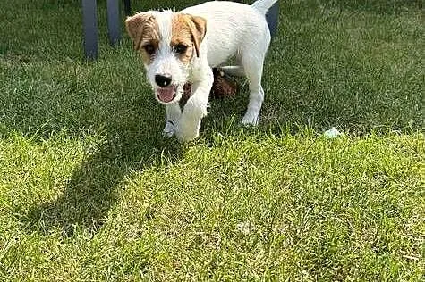 Szczeniak samiec Parson Russell Terrier gotowy do odbioru, Śląskie, Gruszewnia
