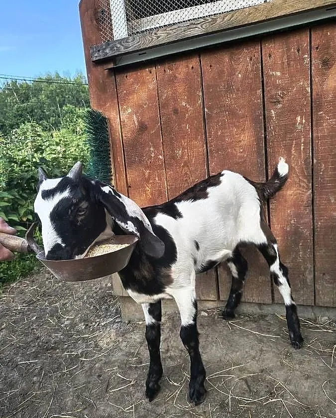 Capek anglonubijski anglonubijska, Podkarpackie, Dynów