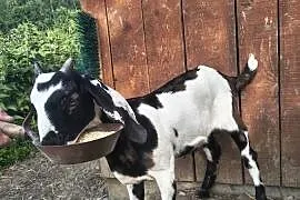 Capek anglonubijski anglonubijska