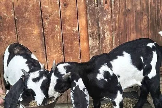 Capek anglonubijski anglonubijska, Podkarpackie, Dynów