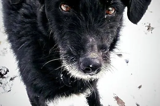 Diego - łagodny, opanowany psiak szuka fajnych lud