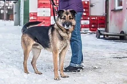 Porzucony owczarkowaty Misiek czeka na dom.,  śląskie Katowice