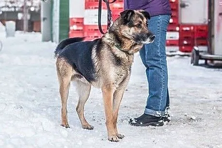 Porzucony owczarkowaty Misiek czeka na dom.,  śląs
