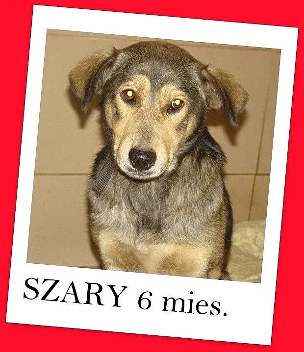 SZARY-młody 6 miesięczny psiak, łagodny,bardzo prz