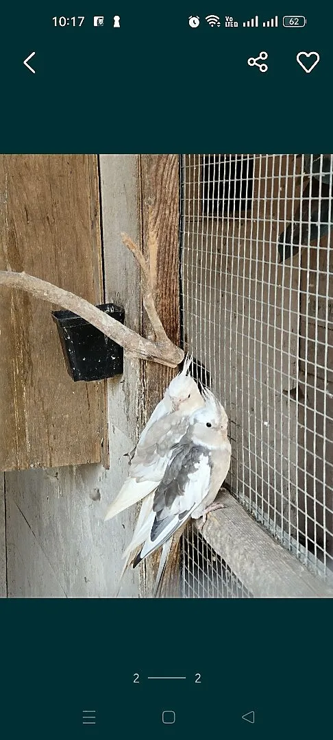 Sprzedam papugi, Opolskie, Kup