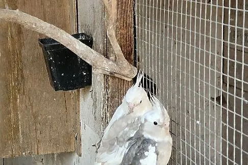 Sprzedam papugi, Opolskie, Kup