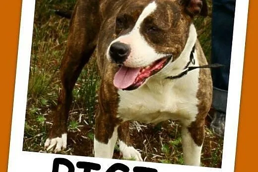 6 letnia suczka amstaff ,przyjacielska,kontaktowa 