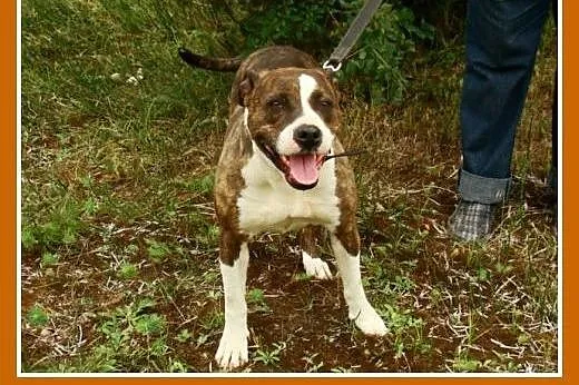 6 letnia suczka amstaff ,przyjacielska,kontaktowa 