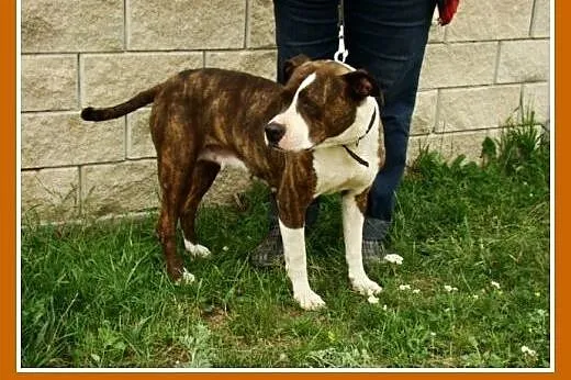 6 letnia suczka amstaff ,przyjacielska,kontaktowa 