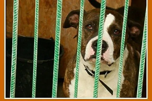 6 letnia suczka amstaff ,przyjacielska,kontaktowa 
