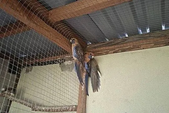 Rozelle bialolice, Świętokrzyskie, Pasturka
