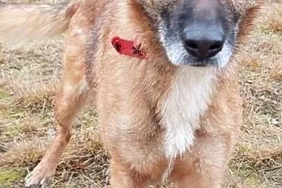 RUDKA – bardzo smutna sunia, potrzebuje domku na cito!,, Małopolskie, Kraków