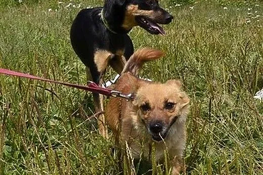 Lisa-4 kg psiej sierotki - sunia troszkę boi się ś