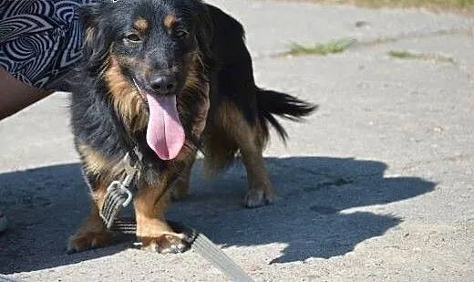 Wesoly Bono szuka kochajacego domu!!!, warmińsko-