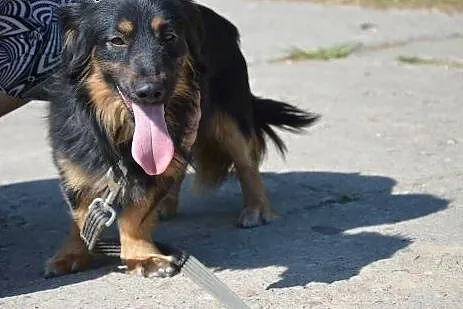 Wesoly Bono szuka kochajacego domu!!!,  warmińsko-