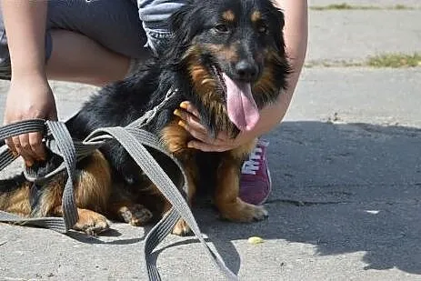 Wesoly Bono szuka kochajacego domu!!!,  warmińsko-