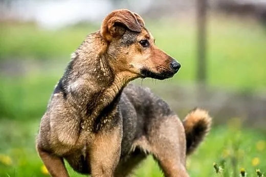 LIMONKA - pełna zalet! Z nią nie jest nudno wcale!