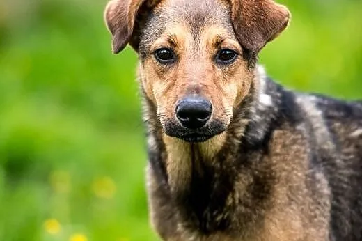 LIMONKA - pełna zalet! Z nią nie jest nudno wcale!