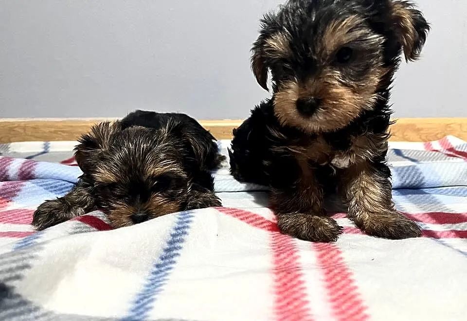 Yorkshire terrier, Świętokrzyskie, Łopuszno