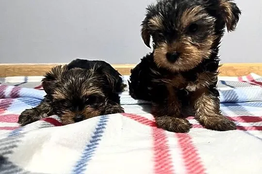 Yorkshire terrier, Świętokrzyskie, Łopuszno
