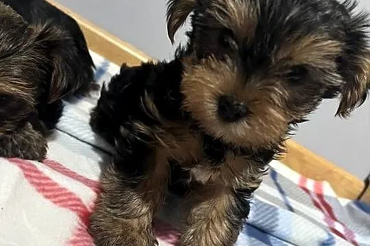Yorkshire terrier, Świętokrzyskie, Łopuszno