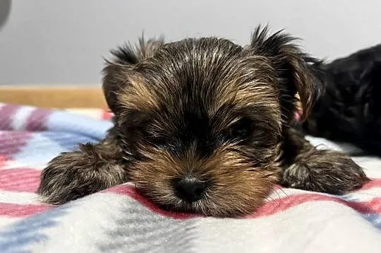 Yorkshire terrier, Świętokrzyskie, Łopuszno