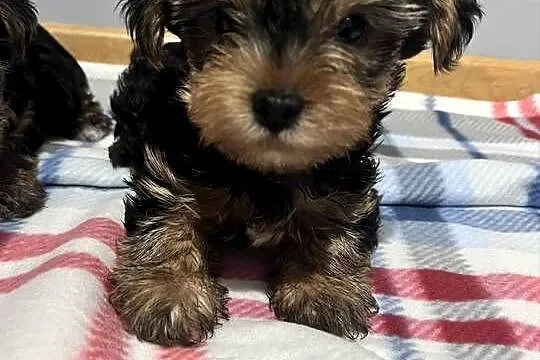Yorkshire terrier, Świętokrzyskie, Łopuszno