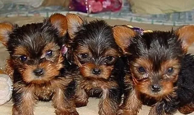 Urocze Szczeniaki Yorkshire Terrier