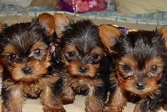 Urocze Szczeniaki Yorkshire Terrier